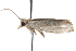  ( - BIOUG17343-G10)  @12 [ ] CreativeCommons - Attribution (2014) CBG Photography Group Centre for Biodiversity Genomics