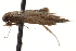  ( - BIOUG17343-H10)  @13 [ ] CreativeCommons - Attribution (2014) CBG Photography Group Centre for Biodiversity Genomics