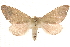  (Arhodia lasiocamparia - BIOUG18342-A08)  @15 [ ] CreativeCommons - Attribution (2015) CBG Photography Group Centre for Biodiversity Genomics