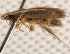  ( - BIOUG18342-B06)  @13 [ ] CreativeCommons - Attribution (2015) CBG Photography Group Centre for Biodiversity Genomics