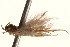  (Ephysteris promptella - BIOUG18342-H01)  @14 [ ] CreativeCommons - Attribution (2015) CBG Photography Group Centre for Biodiversity Genomics