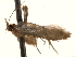  ( - BIOUG18342-H06)  @12 [ ] CreativeCommons - Attribution (2015) CBG Photography Group Centre for Biodiversity Genomics
