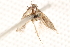  ( - BIOUG18343-D09)  @12 [ ] CreativeCommons - Attribution (2015) CBG Photography Group Centre for Biodiversity Genomics