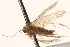  ( - BIOUG18343-F03)  @12 [ ] CreativeCommons - Attribution (2015) CBG Photography Group Centre for Biodiversity Genomics