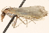  ( - BIOUG18343-H04)  @13 [ ] CreativeCommons - Attribution (2015) CBG Photography Group Centre for Biodiversity Genomics