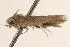  ( - BIOUG18345-C01)  @13 [ ] CreativeCommons - Attribution (2015) CBG Photography Group Centre for Biodiversity Genomics