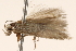  ( - BIOUG18345-E06)  @13 [ ] CreativeCommons - Attribution (2015) CBG Photography Group Centre for Biodiversity Genomics