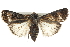  ( - BIOUG10024-A02)  @14 [ ] CreativeCommons - Attribution (2014) CBG Photography Group Centre for Biodiversity Genomics