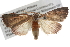  ( - BIOUG10024-B02)  @14 [ ] CreativeCommons - Attribution (2014) CBG Photography Group Centre for Biodiversity Genomics