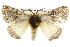  ( - BIOUG10024-C02)  @13 [ ] CreativeCommons - Attribution (2014) CBG Photography Group Centre for Biodiversity Genomics