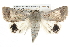  ( - BIOUG10024-C10)  @15 [ ] CreativeCommons - Attribution (2014) CBG Photography Group Centre for Biodiversity Genomics