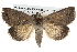  ( - BIOUG10024-C12)  @14 [ ] CreativeCommons - Attribution (2014) CBG Photography Group Centre for Biodiversity Genomics
