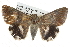  ( - BIOUG10024-D01)  @14 [ ] CreativeCommons - Attribution (2014) CBG Photography Group Centre for Biodiversity Genomics