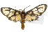  ( - BIOUG10024-F03)  @14 [ ] CreativeCommons - Attribution (2014) CBG Photography Group Centre for Biodiversity Genomics