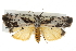  ( - BIOUG10025-B11)  @15 [ ] CreativeCommons - Attribution (2014) CBG Photography Group Centre for Biodiversity Genomics