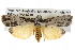  ( - BIOUG10025-B12)  @15 [ ] CreativeCommons - Attribution (2014) CBG Photography Group Centre for Biodiversity Genomics