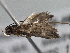  ( - BIOUG10025-H05)  @12 [ ] CreativeCommons - Attribution (2014) CBG Photography Group Centre for Biodiversity Genomics