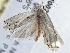  ( - BIOUG10026-F11)  @12 [ ] CreativeCommons - Attribution (2014) CBG Photography Group Centre for Biodiversity Genomics