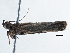  ( - BIOUG10398-G12)  @12 [ ] CreativeCommons - Attribution (2014) CBG Photography Group Centre for Biodiversity Genomics