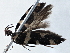  ( - BIOUG10398-H03)  @12 [ ] CreativeCommons - Attribution (2014) CBG Photography Group Centre for Biodiversity Genomics