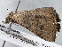  ( - BIOUG10399-E06)  @13 [ ] CreativeCommons - Attribution (2014) CBG Photography Group Centre for Biodiversity Genomics