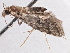  ( - BIOUG10400-B10)  @12 [ ] CreativeCommons - Attribution (2014) CBG Photography Group Centre for Biodiversity Genomics