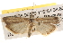  ( - BIOUG16870-B06)  @13 [ ] CreativeCommons - Attribution (2014) CBG Photography Group Centre for Biodiversity Genomics