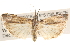  ( - BIOUG16870-B08)  @13 [ ] CreativeCommons - Attribution (2014) CBG Photography Group Centre for Biodiversity Genomics