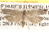  (Holocola spodostola - BIOUG16870-D01)  @14 [ ] CreativeCommons - Attribution (2014) CBG Photography Group Centre for Biodiversity Genomics
