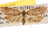  ( - BIOUG16870-G07)  @14 [ ] CreativeCommons - Attribution (2014) CBG Photography Group Centre for Biodiversity Genomics