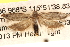  ( - BIOUG16870-G12)  @13 [ ] CreativeCommons - Attribution (2014) CBG Photography Group Centre for Biodiversity Genomics