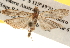  ( - BIOUG16871-F05)  @13 [ ] CreativeCommons - Attribution (2014) CBG Photography Group Centre for Biodiversity Genomics
