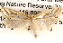  ( - BIOUG16872-F06)  @14 [ ] CreativeCommons - Attribution (2014) CBG Photography Group Centre for Biodiversity Genomics