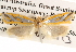  ( - BIOUG16872-H07)  @14 [ ] CreativeCommons - Attribution (2014) CBG Photography Group Centre for Biodiversity Genomics