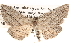  ( - BIOUG16873-F02)  @14 [ ] CreativeCommons - Attribution (2014) CBG Photography Group Centre for Biodiversity Genomics