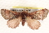  ( - BIOUG17341-A12)  @14 [ ] CreativeCommons - Attribution (2014) CBG Photography Group Centre for Biodiversity Genomics