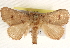  ( - BIOUG17341-B11)  @14 [ ] CreativeCommons - Attribution (2014) CBG Photography Group Centre for Biodiversity Genomics