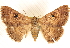 ( - BIOUG17341-D03)  @14 [ ] CreativeCommons - Attribution (2014) CBG Photography Group Centre for Biodiversity Genomics