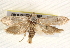  ( - BIOUG17341-D09)  @12 [ ] CreativeCommons - Attribution (2014) CBG Photography Group Centre for Biodiversity Genomics