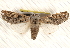  ( - BIOUG17341-E01)  @13 [ ] CreativeCommons - Attribution (2014) CBG Photography Group Centre for Biodiversity Genomics