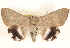  ( - BIOUG17341-E03)  @13 [ ] CreativeCommons - Attribution (2014) CBG Photography Group Centre for Biodiversity Genomics