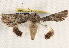 ( - BIOUG17341-E07)  @13 [ ] CreativeCommons - Attribution (2014) CBG Photography Group Centre for Biodiversity Genomics
