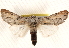  ( - BIOUG17341-G07)  @13 [ ] CreativeCommons - Attribution (2014) CBG Photography Group Centre for Biodiversity Genomics