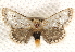  ( - BIOUG17341-H04)  @14 [ ] CreativeCommons - Attribution (2014) CBG Photography Group Centre for Biodiversity Genomics