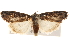  ( - BIOUG17342-B09)  @14 [ ] CreativeCommons - Attribution (2014) CBG Photography Group Centre for Biodiversity Genomics