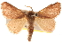  ( - BIOUG17342-D10)  @14 [ ] CreativeCommons - Attribution (2014) CBG Photography Group Centre for Biodiversity Genomics