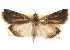  ( - BIOUG17342-E03)  @14 [ ] CreativeCommons - Attribution (2014) CBG Photography Group Centre for Biodiversity Genomics