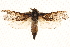  ( - BIOUG17342-H08)  @13 [ ] CreativeCommons - Attribution (2014) CBG Photography Group Centre for Biodiversity Genomics