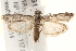  ( - BIOUG17344-G12)  @12 [ ] CreativeCommons - Attribution (2014) CBG Photography Group Centre for Biodiversity Genomics