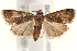  ( - BIOUG17344-H09)  @14 [ ] CreativeCommons - Attribution (2014) CBG Photography Group Centre for Biodiversity Genomics